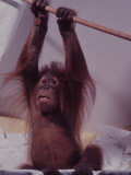 Orangutan Felix and Gigi, St. Louis Zoo Lámina fotográfica por Nina Leen