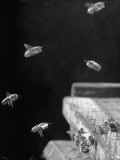 Honeybees Lámina fotográfica por Wallace Kirkland