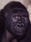 Primates Lámina fotográfica por Nina Leen