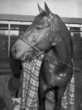 Championship Horse Seabiscuit Standing in Stall after Winning Santa Anita Handicap Lámina fotográfica por Peter Stackpole
