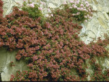 Bougainvillea Climbing Wall Near Ospedaletti, Italy Lámina fotográfica por Walter Sanders Bougainvillea Climbing Wall Near Ospedaletti, Italy Lámina fotográfica por Walter Sanders