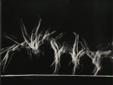 Danish Gymnasts Lámina fotográfica por Gjon Mili