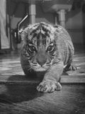 Rajpur, a Tiger Cub, Being Cared for by Mrs. Martini, Wife of the Bronx Zoo Lion Keeper Lámina fotográfica por Alfred Eisenstaedt Rajpur, a Tiger Cub, Being Cared for by Mrs. Martini, Wife of the Bronx Zoo Lion Keeper Lámina fotográfica por Alfred Eisenstaedt
