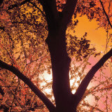 Sunset Forest I Art by M.J. Lew