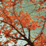Sunset Forest II Poster von M.J. Lew