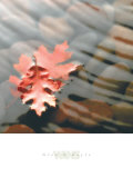 Leaves in Stream Posters by Glen & Gayle Wans
