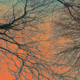 M.J. Lew - Sunset Forest III - Reprodüksiyon