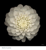 Dahlia no. 22 Affiches par Neil Seth Levine
