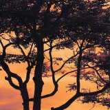 M.J. Lew - Sunset Forest IV - Tablo