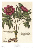 Giant Peony I Kunstdrucke von Ludwig Van Houtte