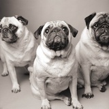 Three Pugs Lámina por Amanda Jones