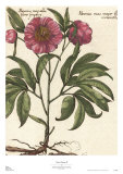 Giant Peony II Poster von Ludwig Van Houtte