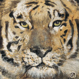 Tiger Kunstdrucke von Volynets 