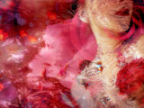 Reflections of My Love Photographic Print by Alaya Gadeh