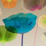 Poppy Panorama II Poster par Robert Mertens