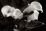 Calla Lilly Prints by Sondra Wampler Calla Lilly Prints by Sondra Wampler