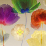 Poppy Panorama I Kunstdrucke von Robert Mertens