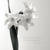 Daffodil Secrets Poster by Deborah Schenck