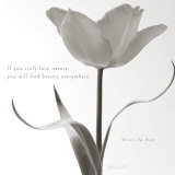 Tulip Beauty Print by Deborah Schenck