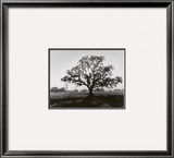 Oak Tree, Sunrise Posters by Ansel Adams