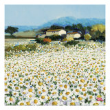 Farm Near Bini Giclee Print by Hazel Barker