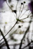 Vegetal / 4174, 2008 Premium Giclee Print by Laetizia Bazzoni