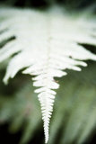 Vegetal / 4196, 2008 Premium Giclee-trykk av Laetizia Bazzoni Vegetal / 4196, 2008 Premium Giclee-trykk av Laetizia Bazzoni