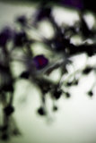 Vegetal / 4218, 2008 Premium Giclee Print by Laetizia Bazzoni