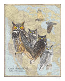 Great Horned Owl Posters by David Sibley