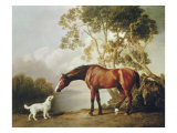 Fuchsfarbenes Pferd und weißer Hund Giclée-Druck von George Stubbs