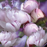 Pivoines, 2008 Premium Giclee Print by Anne Montiel