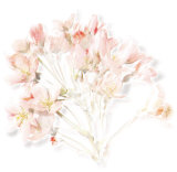 Prunus, 2006 Premium Giclee Print by Anne Montiel
