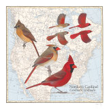 Cardinal rouge Poster par David Sibley