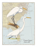 Grande aigrette Art par David Sibley