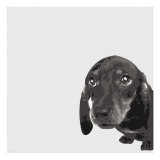 Dachshund Giclée-tryk af Emily Burrowes Dachshund Giclée-tryk af Emily Burrowes
