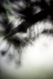 Vegetal / 4220, 2008 Premium Giclee Print by Laetizia Bazzoni