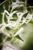 Vegetal / 4208, 2008 Premium Giclee Print by Laetizia Bazzoni