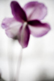 Vegetal / 4186, 2008 Premium Giclee Print by Laetizia Bazzoni