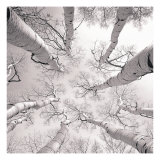Silver Birch Giclée-tryk af Adam Brock Silver Birch Giclée-tryk af Adam Brock