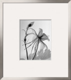 Columbine II Posters by Steven N. Meyers