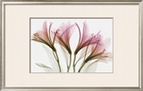 Alstromeria Posters by Steven N. Meyers