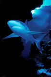 Requin Poster