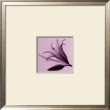 Lily & Bud Arte por Steven N. Meyers Lily & Bud Arte por Steven N. Meyers