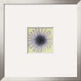 Dahlia Prints by Steven N. Meyers