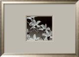 Orchid Denrobium Prints by Steven N. Meyers