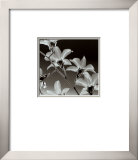 Orquídea Dendrobium Posters por Steven N. Meyers Orquídea Dendrobium Posters por Steven N. Meyers