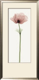 Anemone IV Posters by Steven N. Meyers