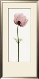 Anemone III Art by Steven N. Meyers