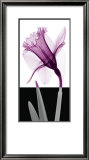 Stem IV Prints by Steven N. Meyers