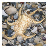 Shell Study II Plakater av Nick Biscardi